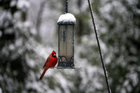 Cardinal, Homewood AL