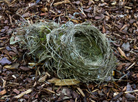 Nest